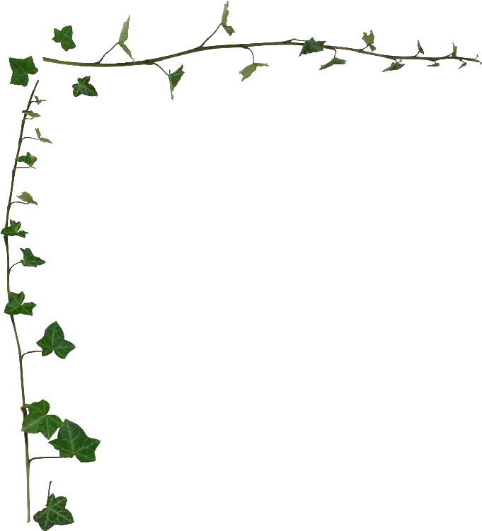 Transparent Vine Border Png Ivy Clipart Transparent Transparent Vine