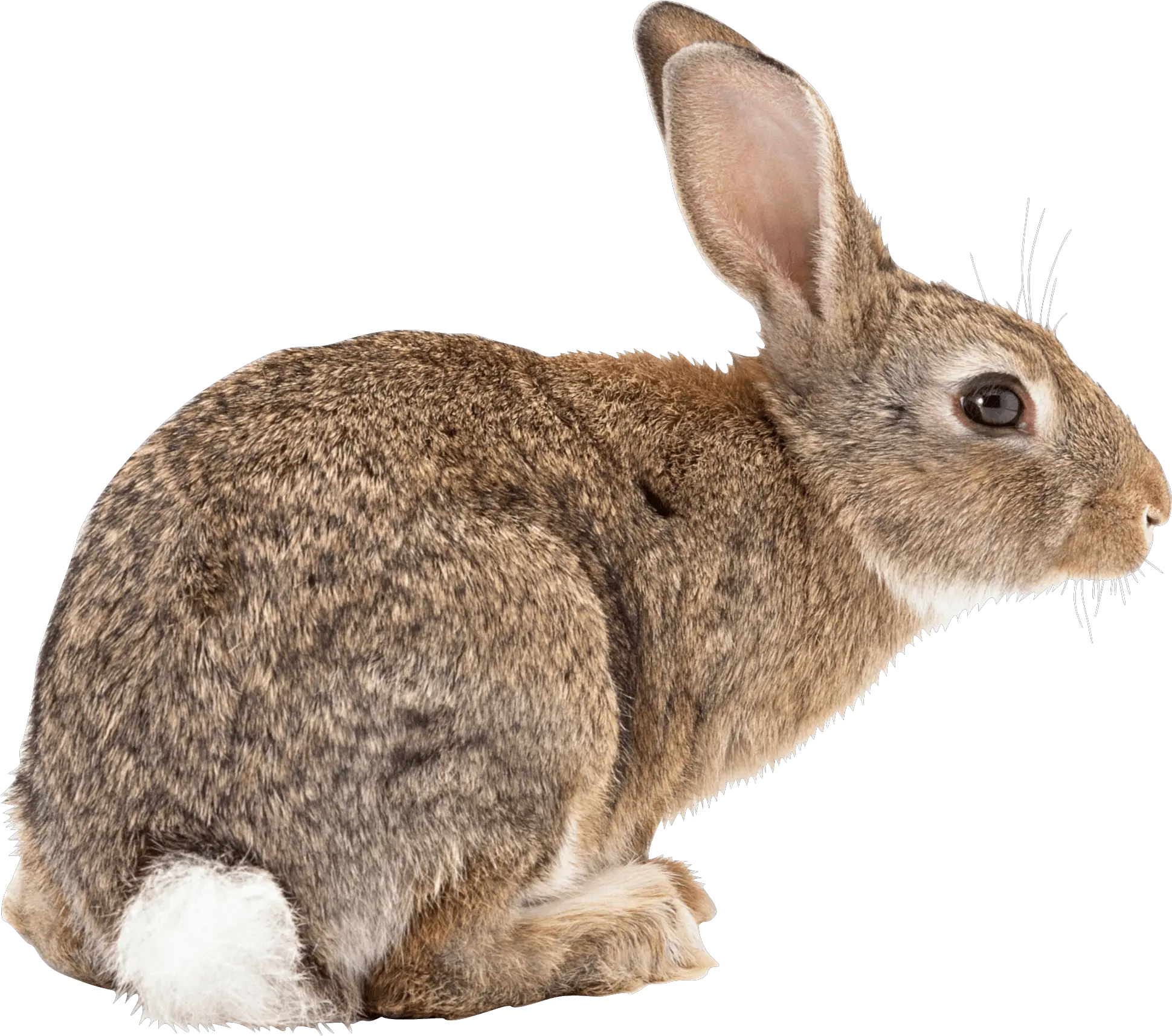 Jump Transparent Png Rabbit Transparent Png Rabbit Transparent