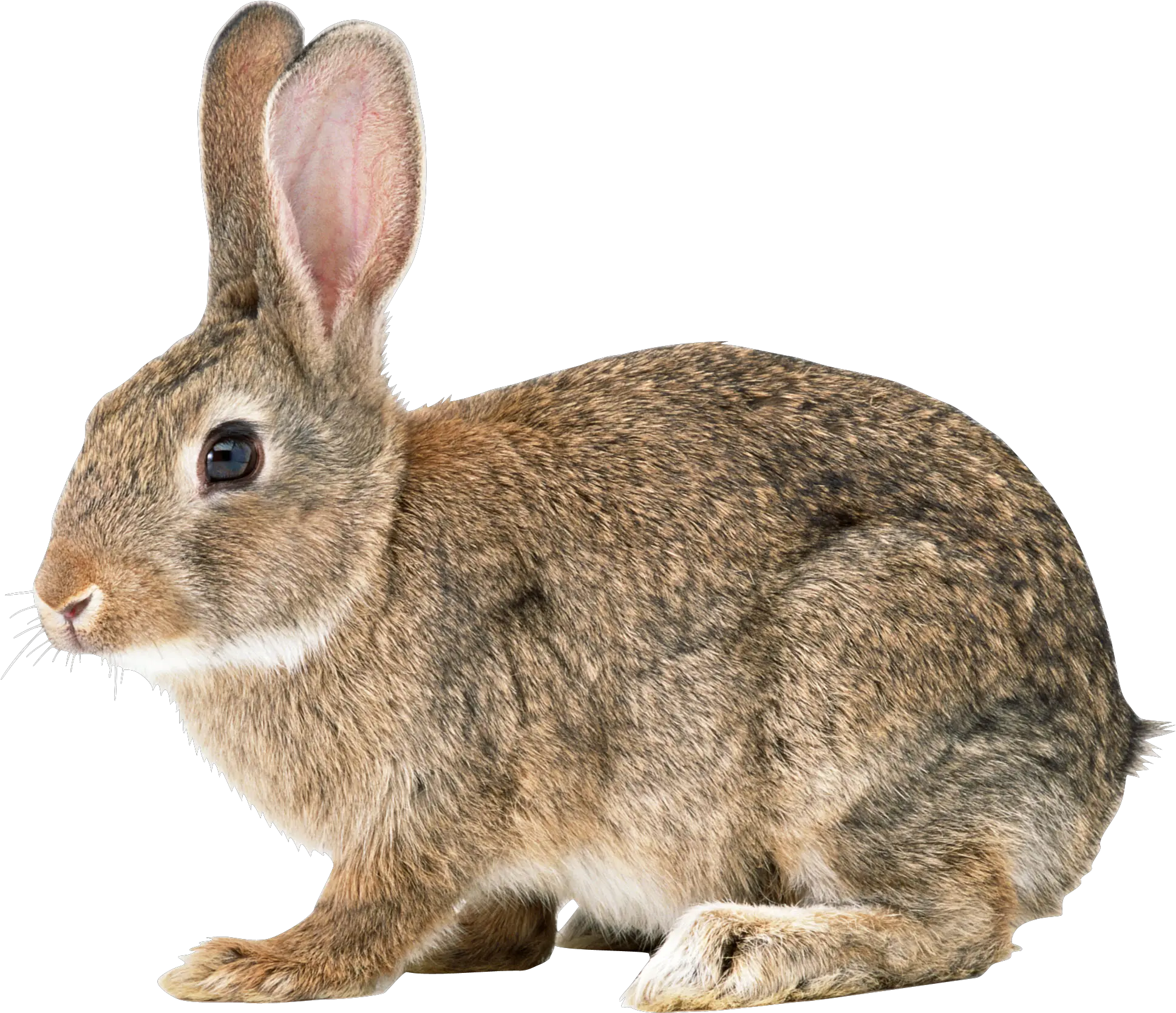 Png Transparent Rabbit Wild Rabbit Png Rabbit Transparent