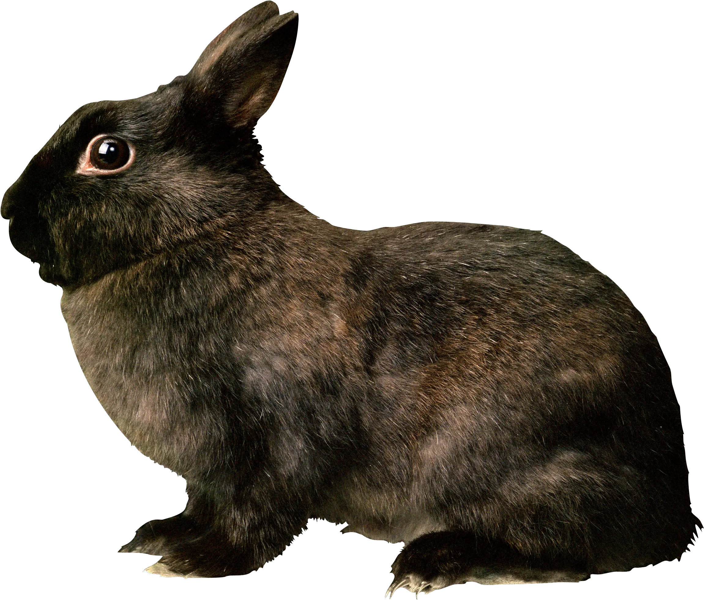 Rabbit Png Clipart Transparent