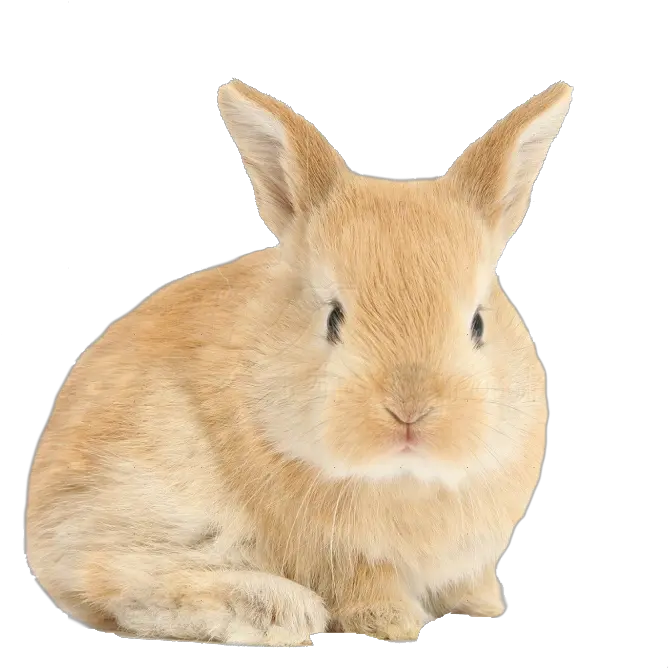 Download Hare Png Background Baby Bunny Transparent Transparent Background Rabbit Transparent Ear Transparent Background