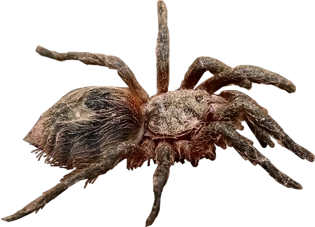 Download Wolf Spider Png Tarantula Png