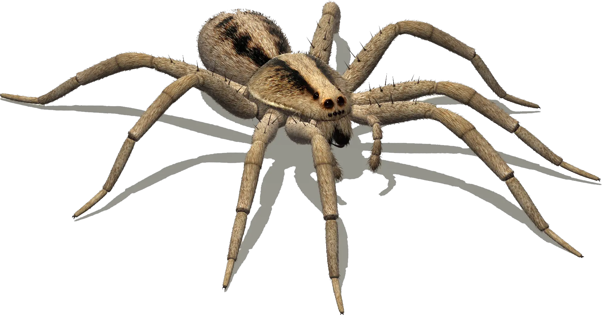 Wolf Spider Wolf Spider Png Spider Transparent