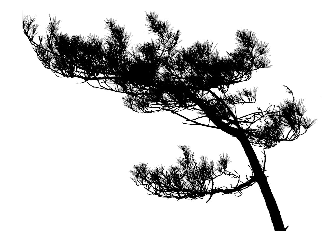 Tree Pine Silhouette Free Image On Pixabay Tree Silhouette High Res Png Pine Tree Silhouette Png