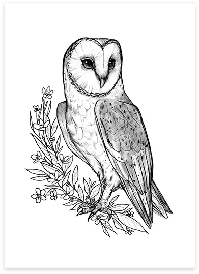 Barn Owl Poster Sketch Png Barn Owl Png