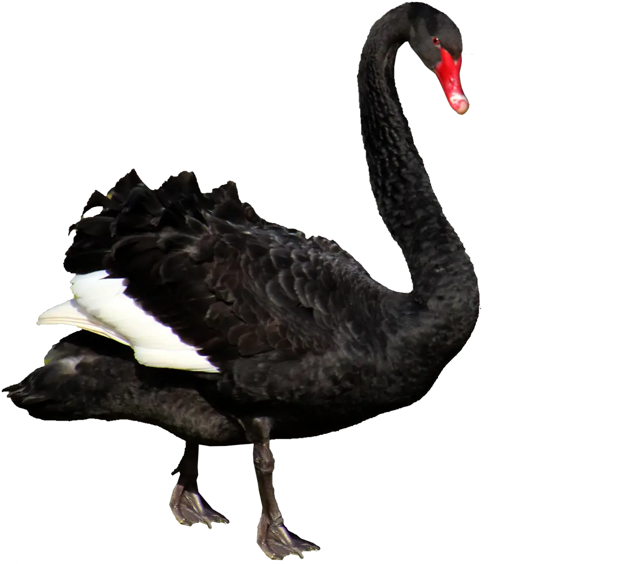 Swan Black Feathers Black Swan Australia Png Black Feathers Png