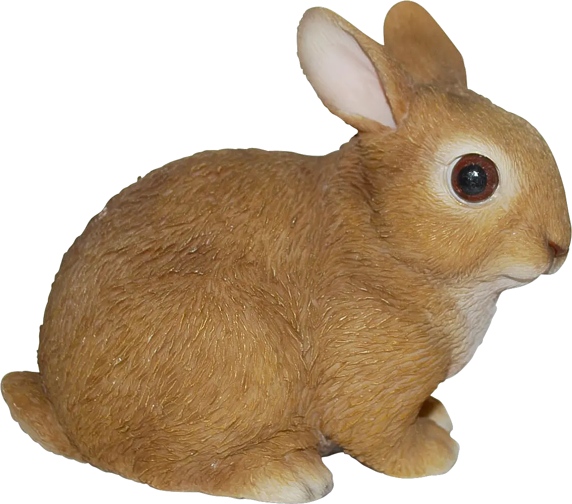 Baby Rabbits In Real Life Png Baby Rabbit Png Rabbit Png