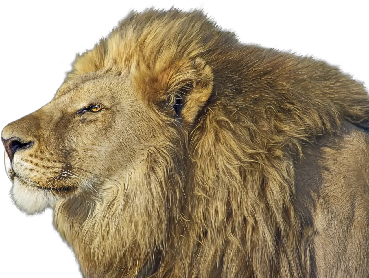 Lion Png Transparent Image Lions Png Transparent Lion Png