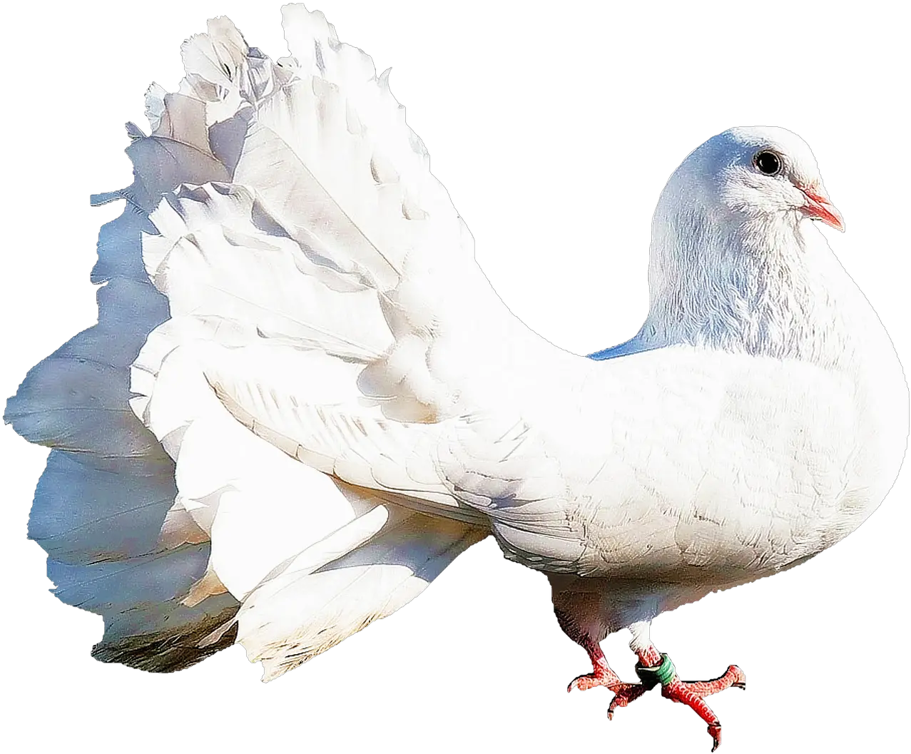 Isolated White Dove Bird Nature Dove Nature Png White Doves Png