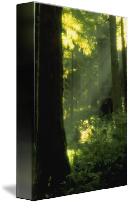 Sunbeams In Forest Of California Redwoods By Design Pics Tree Png Sunbeams Png