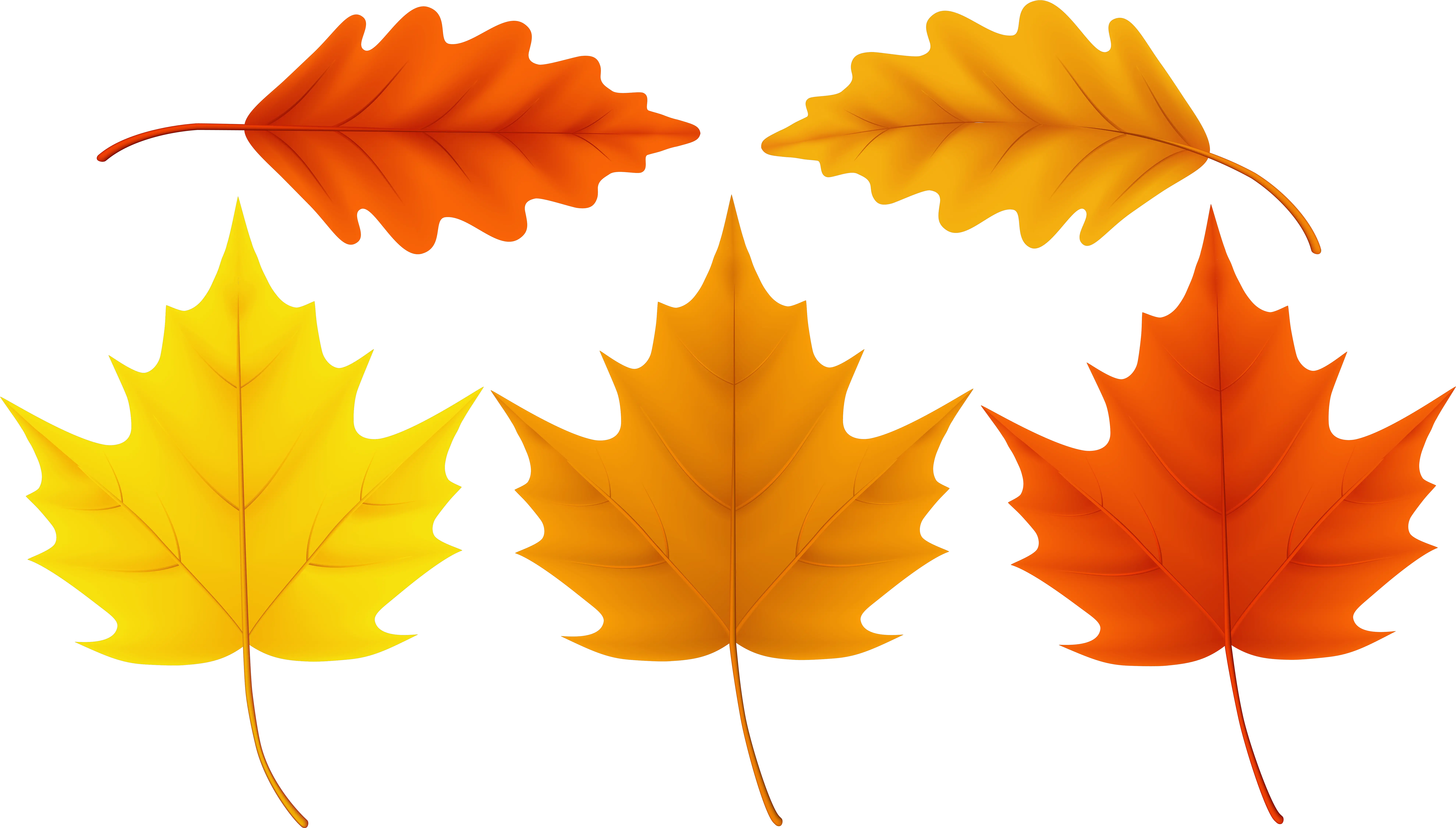 Download Sugar Maple Leaf Acorn Png Image With No Background Autumn Leaf Clipart Hd Transparent Background Acorn Transparent Background