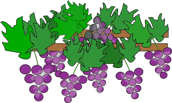 100 Free Grapes U0026 Wine Vectors Pixabay Grape Vine Plant Clipart Png Grapes Icon