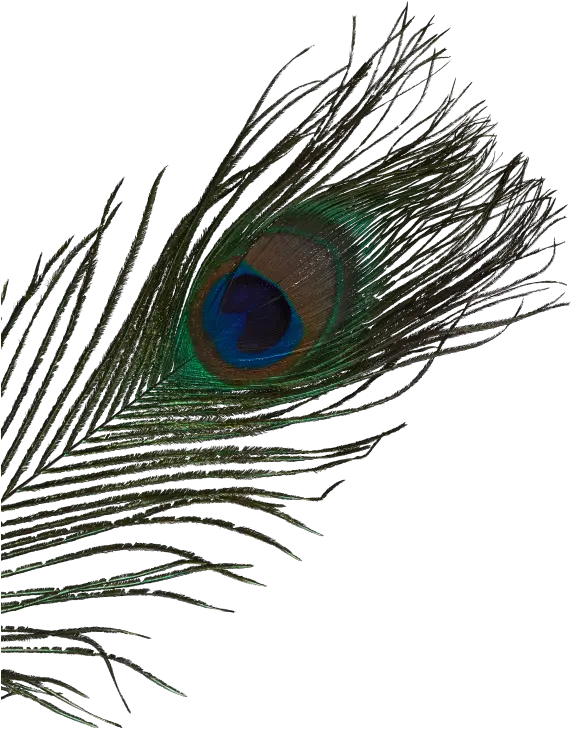 Hi Beautiful Im Areti Artseed Bird Png Peacock Feather Png