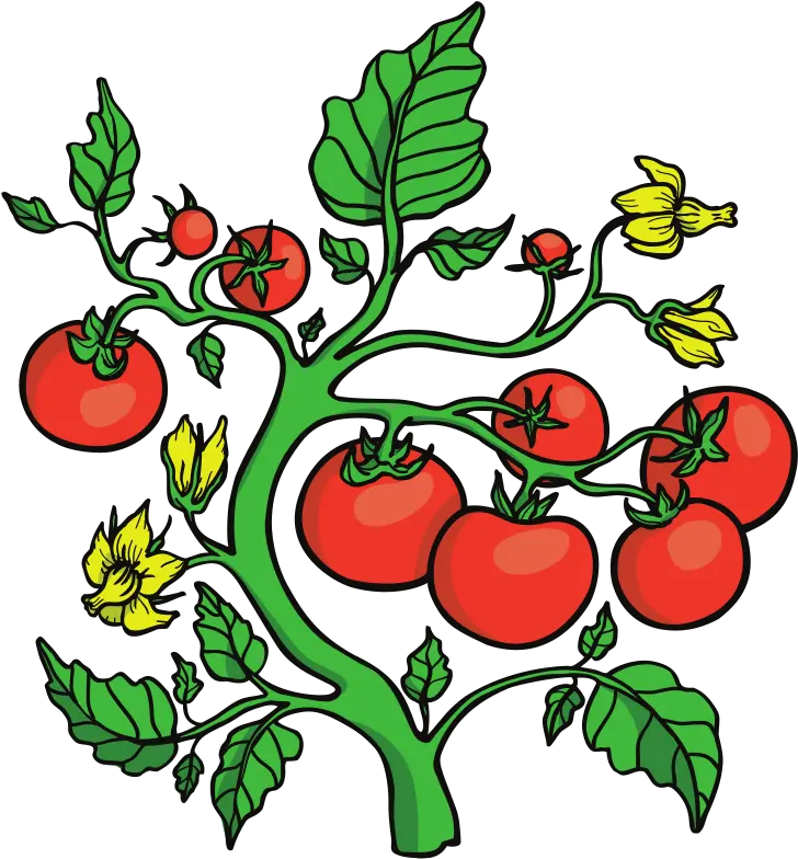 Garden Expo 2019 Master Gardener Tomato On The Vine Clip Art Png Gardener Png