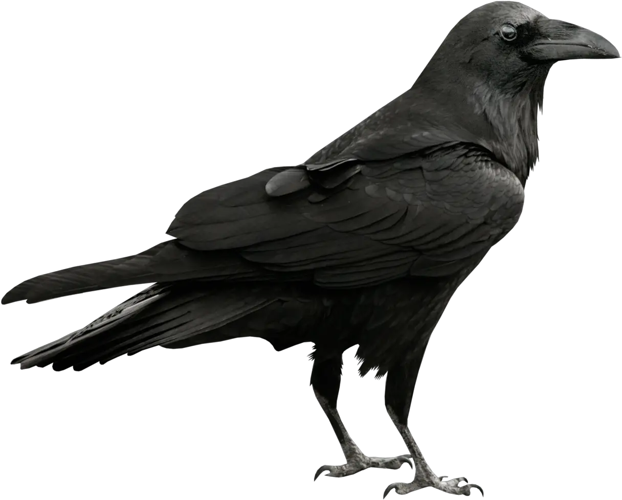 Free Raven Png Crow Transparent