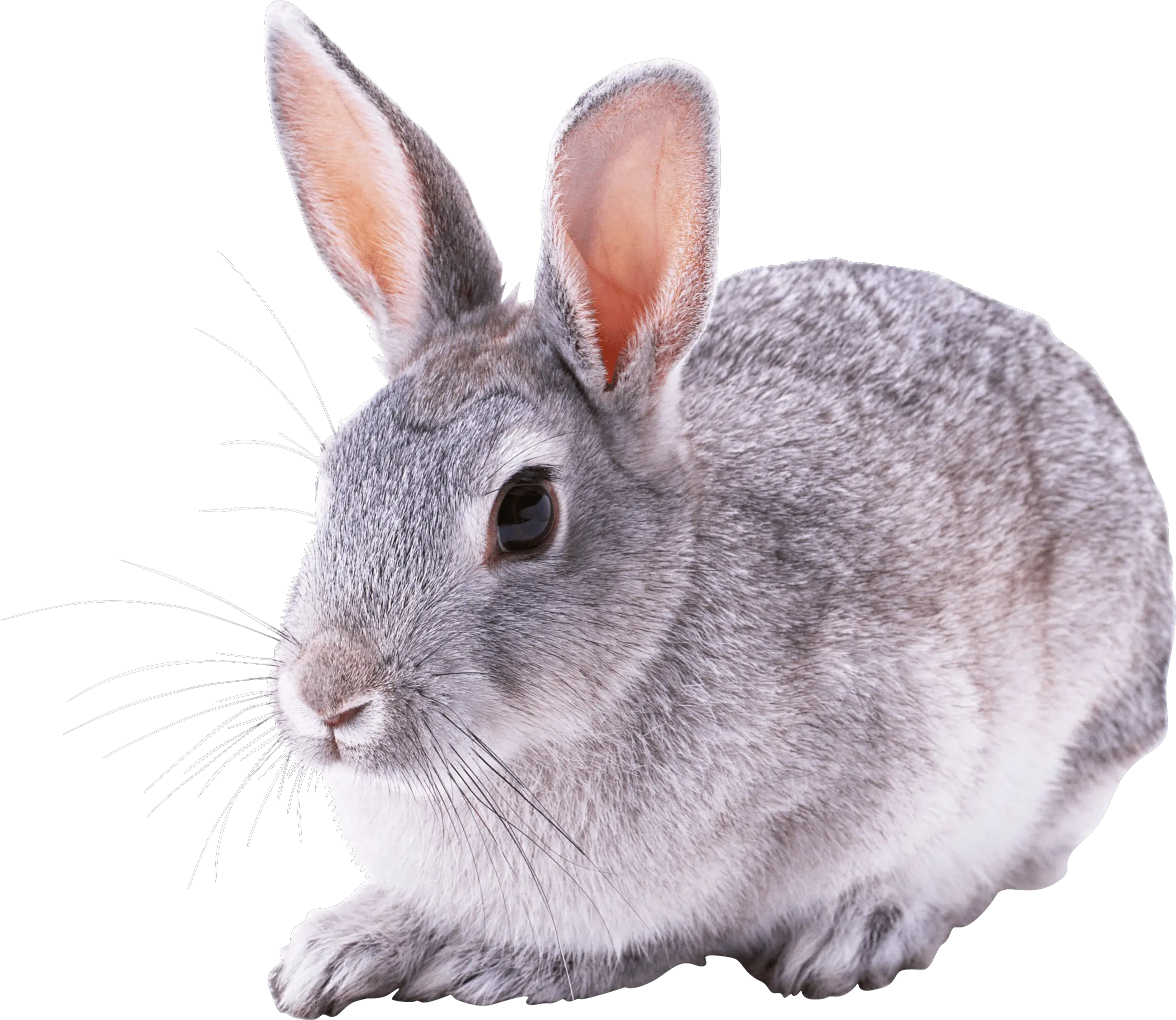 Download Free Png Small Cute Rabbit Rabbit Gray Png Rabbit Transparent