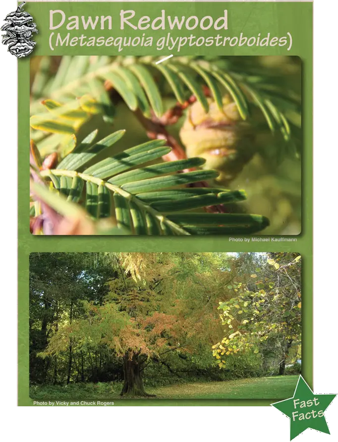 Redwood Forest Temperate Broadleaf And Mixed Forest Png Redwood Tree Png