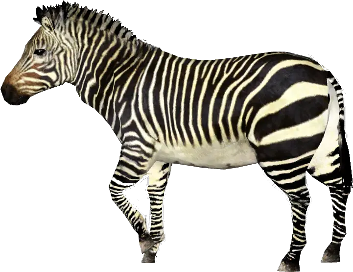 Mountain Zebra Png Transparent Mountain Zebra Png Zebra Png