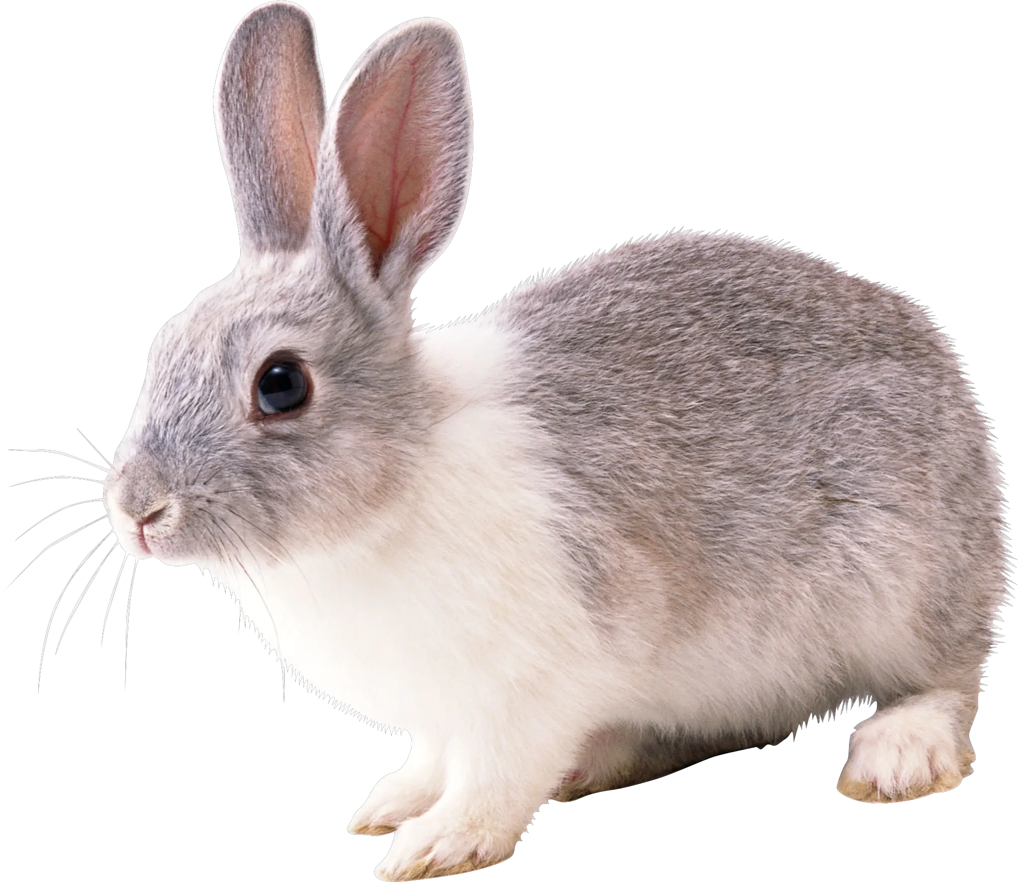 Rabbit Png Images Free Rabbit Png White Bunny Png