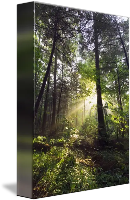 Sunbeams In Dense Forest By Panoramic Images Great Smoky Mountains Png Sunbeams Png