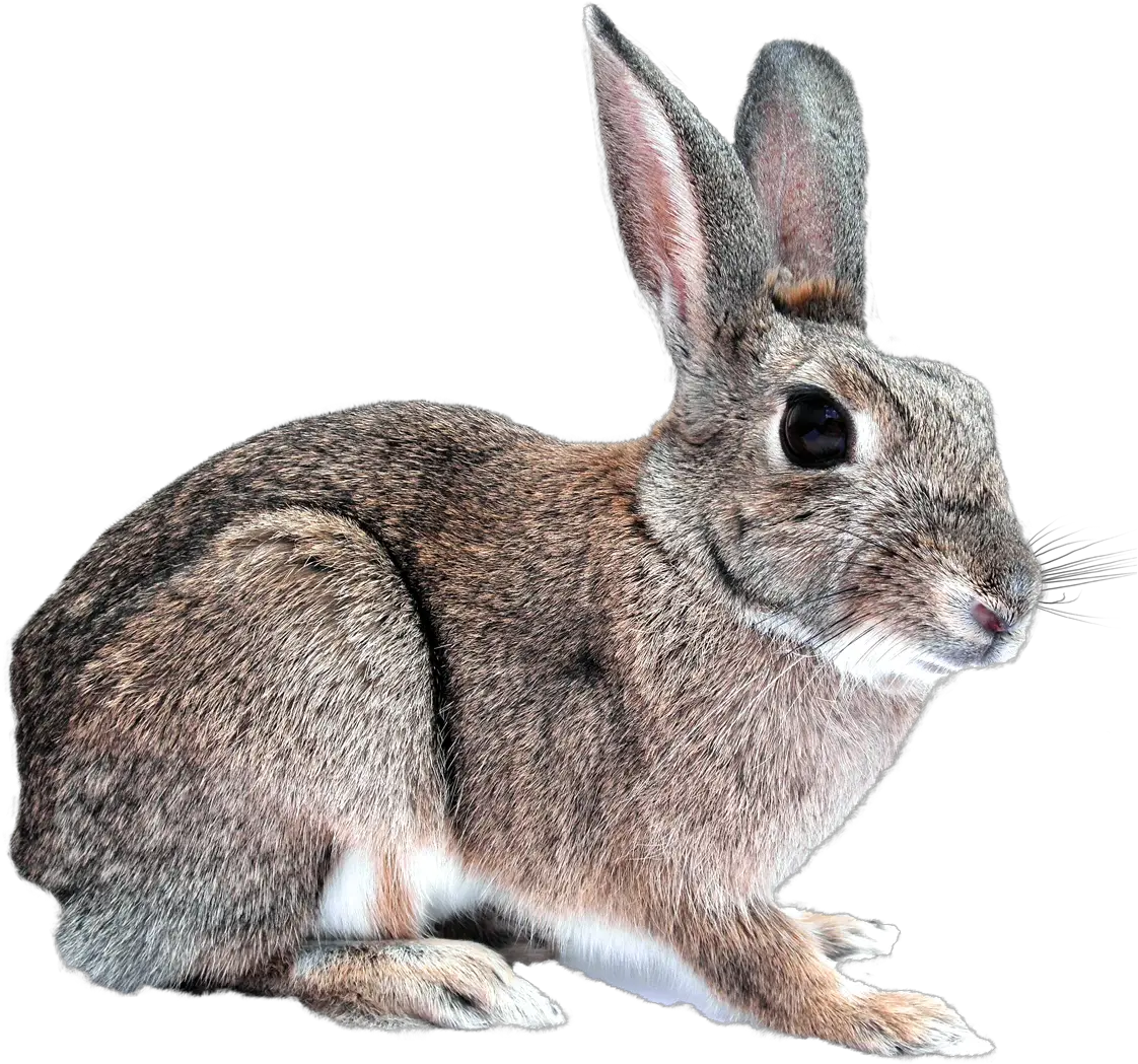 Download Bunny Rabbit Png Image For Free Rabbit Transparent Bunny Transparent