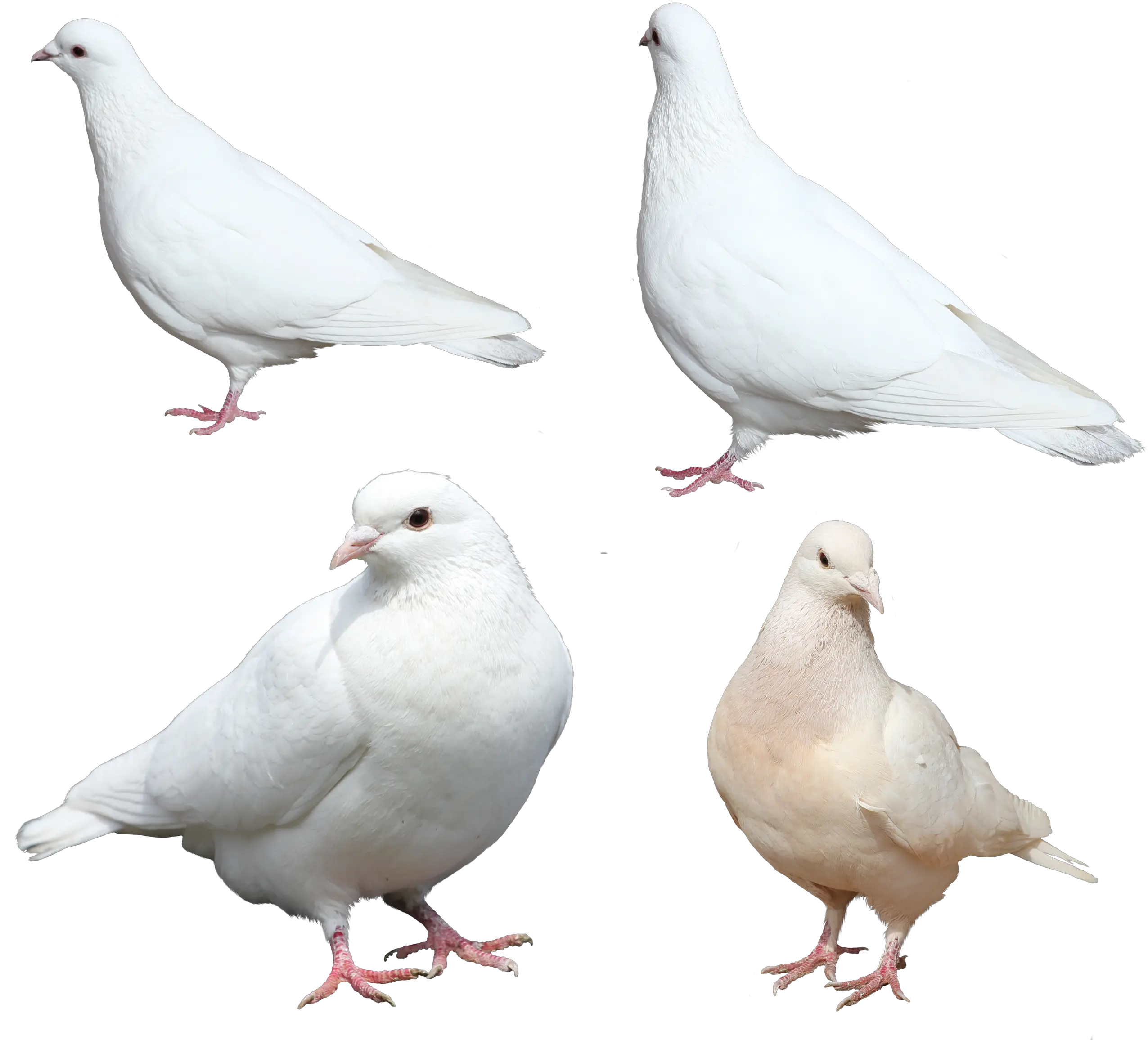 Download Pigeonpngtransparentimagestransparent Kabotar Png Dove Transparent