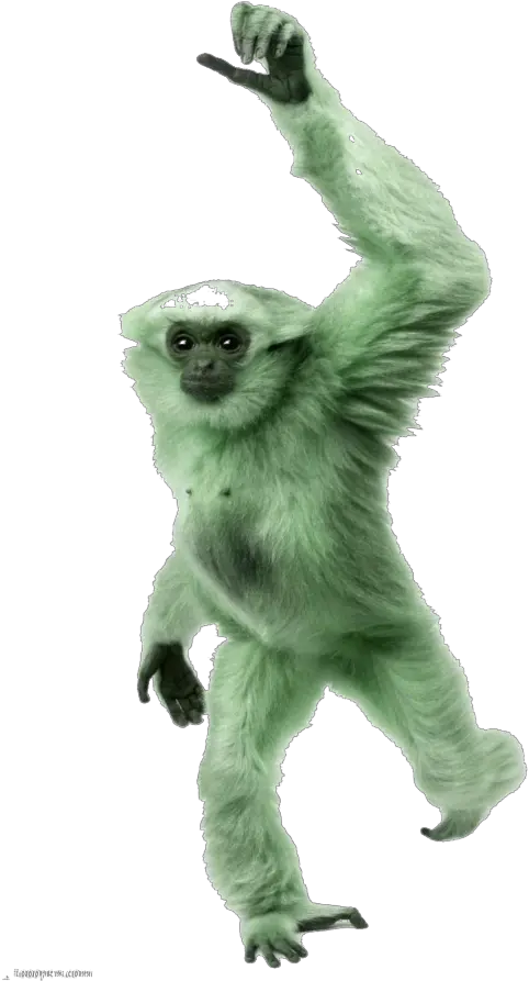 Spider Monkey Png Mq Green Monkey Gorilla Animal Monkey With White Hands Monkey Transparent Background