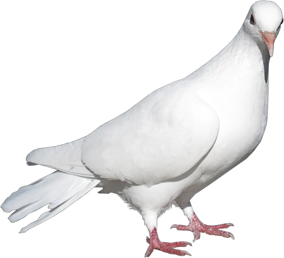 Pigeon Editing Background Png Download Rock Dove Pigeon Png