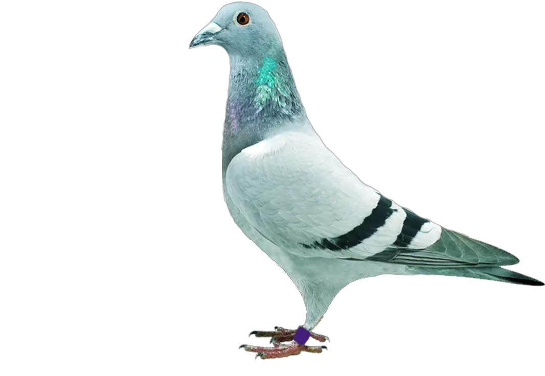 Homing Pigeon Stock Dove Columbidae Piggen Png Pigeon Png