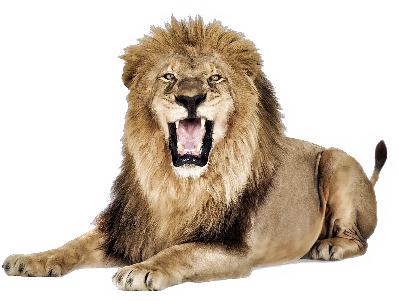 Lioness Roar Png Pic Roaring Lion Transparent Background Png Image