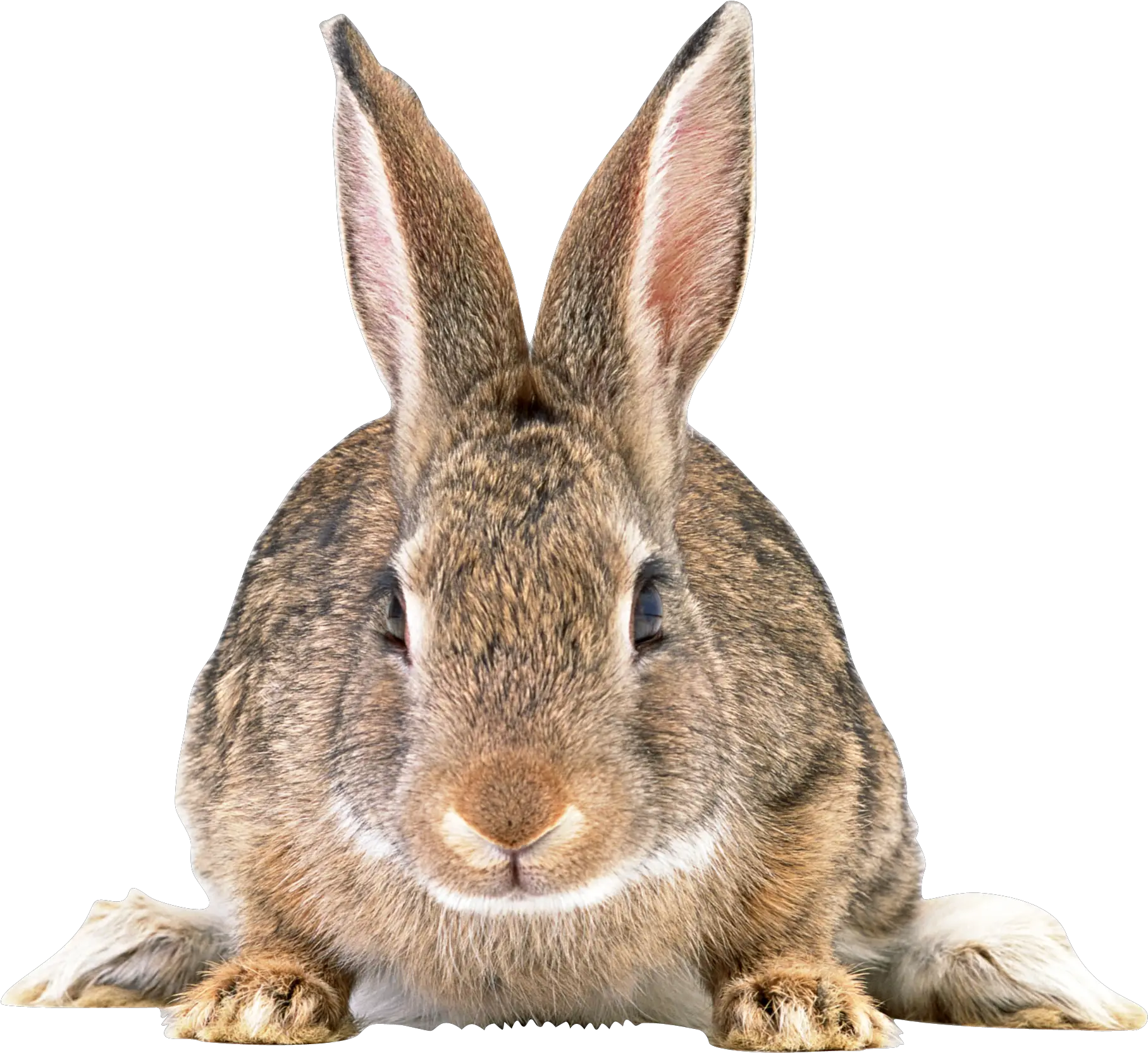 Rabbit Transparent Png File