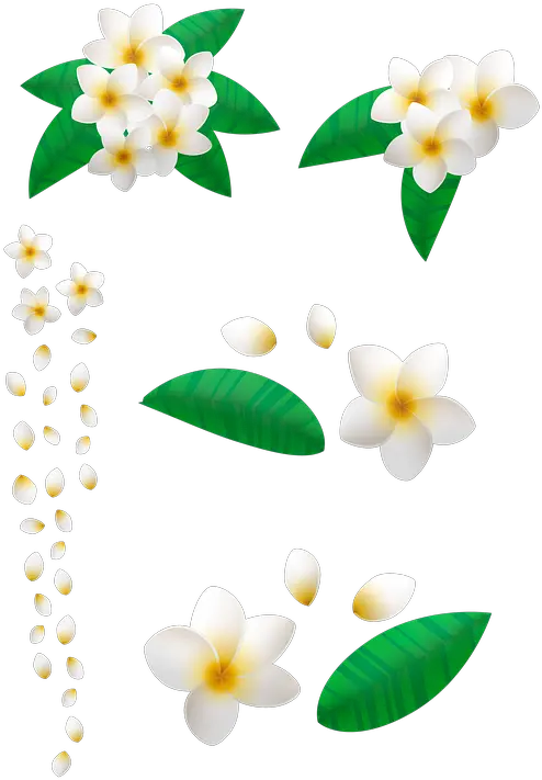 Flower Plumeria Floral Frame Clip Art Png Plumeria Flower Png