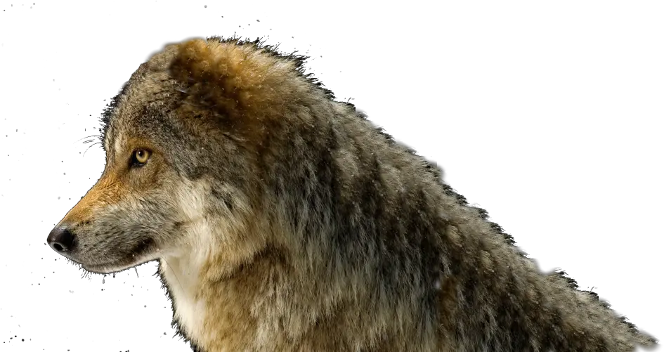 Wolf Head For Hope Codeseekco Mexican Gray Wolf Png Wolf Head Png