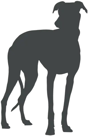 Big Dog Silhouette Posing Transparent Png U0026 Svg Vector File Chien De Chasse Espagnol Dog Silhouette Png